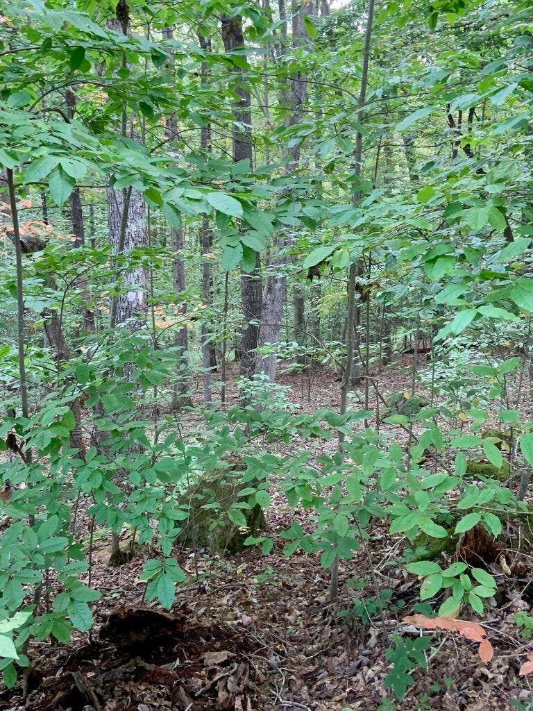 Lot 29 Dominick Cir unit Lot 29, Summersville, WV 26651 - photo 1