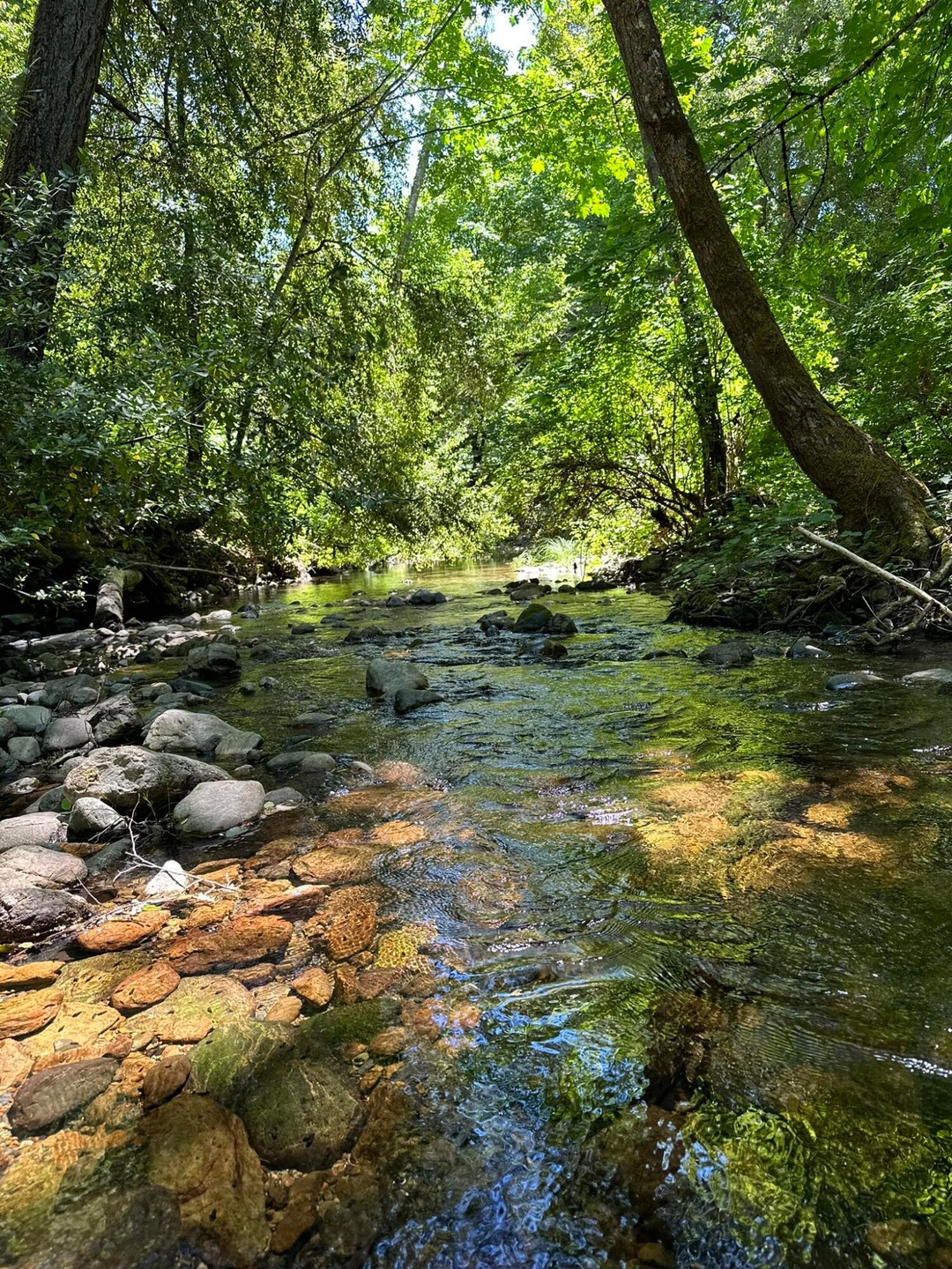#1 Pickett Creek June 2023