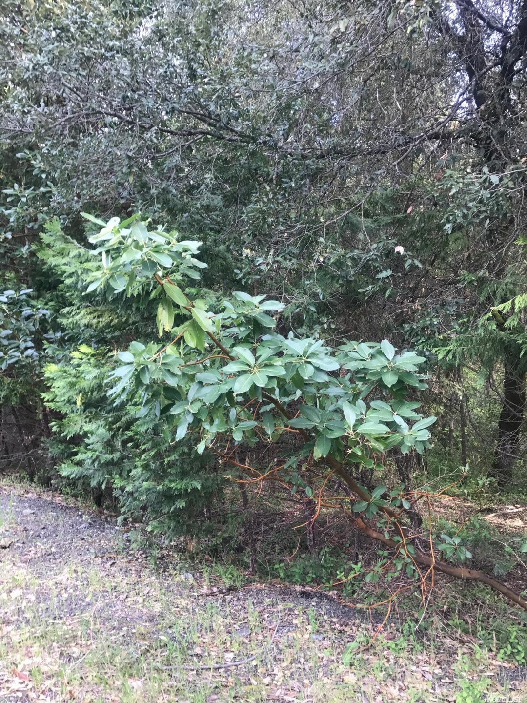 2740 Gold Trail, Placerville, CA 95667 - photo 1