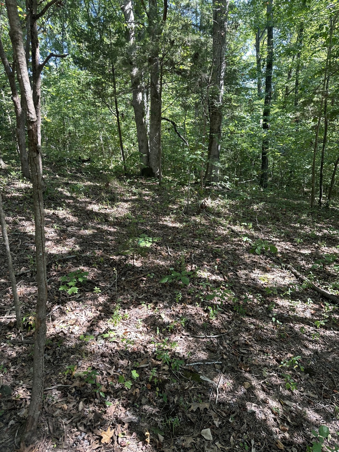 Land slopes to the left toward culvert