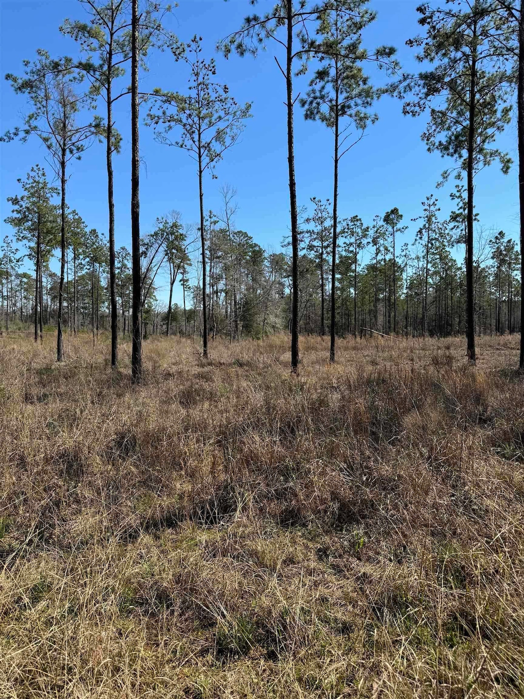 094 Pr 6026, Brookeland, TX 75931 - photo 1