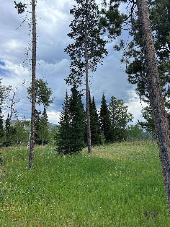 View of local wilderness
