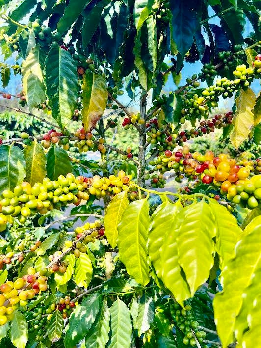 0 Road 4 (Io Kea) unit 724774, Mountain View, HI 96760 - photo 1