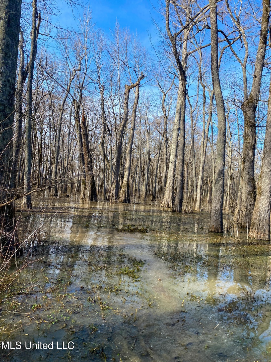 Flooded Timber