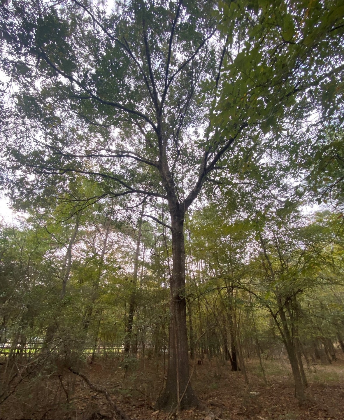 0 Sundew Ct unit 68744542, Magnolia, TX 77355 - photo 1