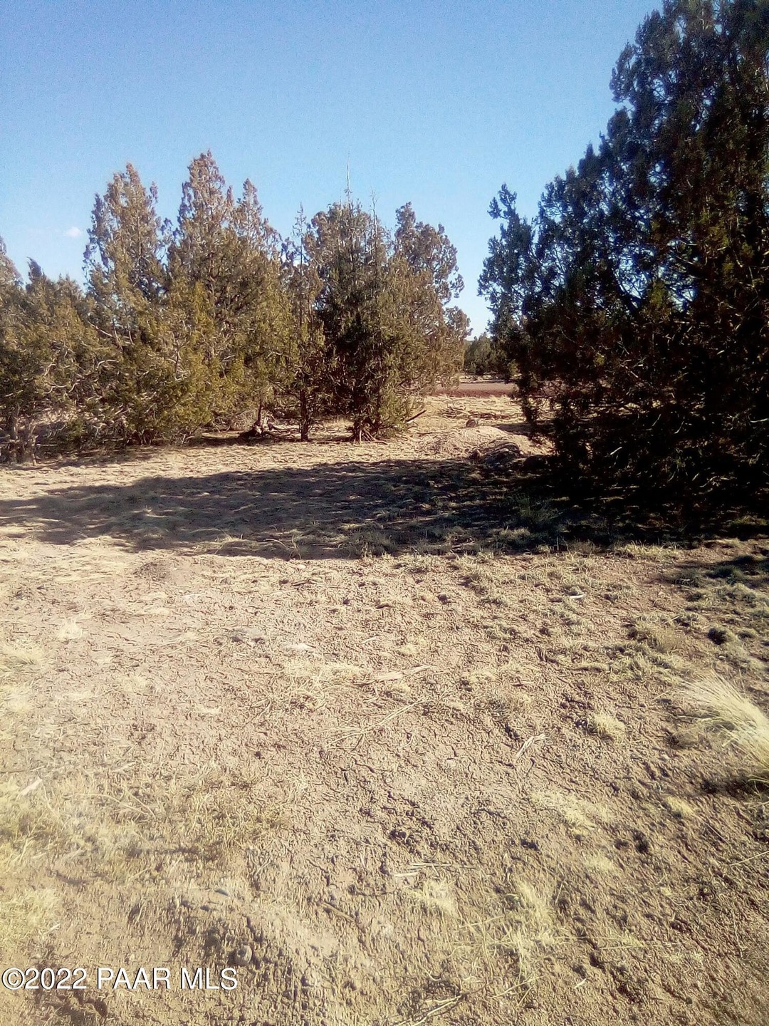 Lightly peppered with trees