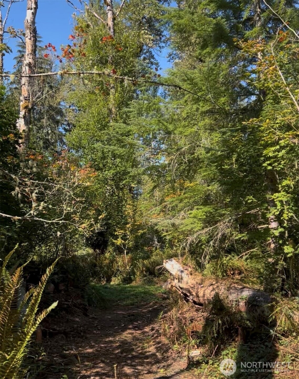 0 Cascade Ln unit NWM2459621, Eatonville, WA 98328 - photo 1