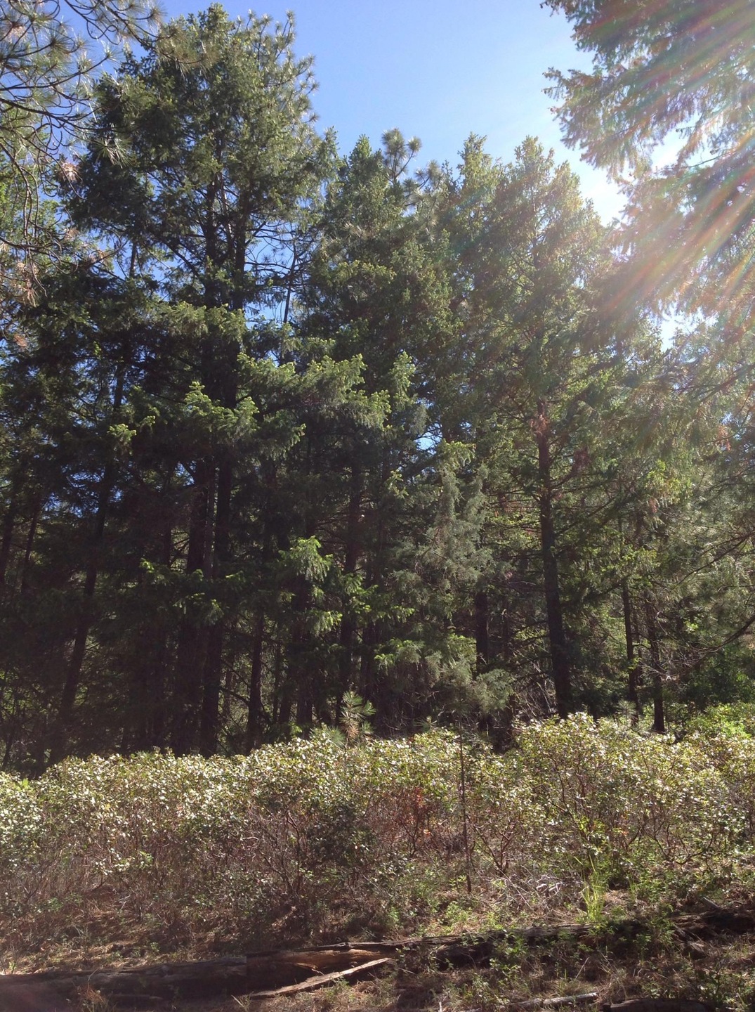 North Parcel