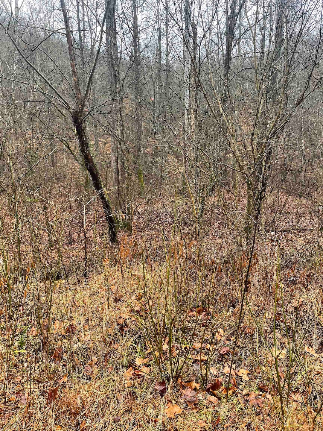 0 White Rd unit 59219, Warfield, KY 41267 - photo 1