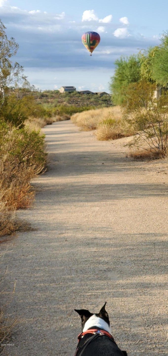 20200901_072734path w dog