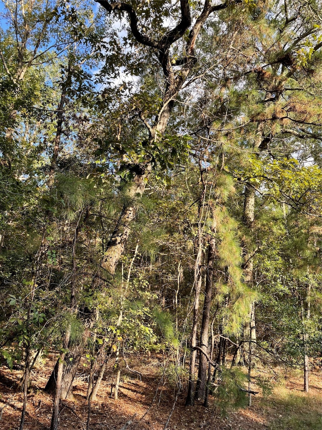 0000 Vickie Ln, Magnolia, TX 77354 - photo 1