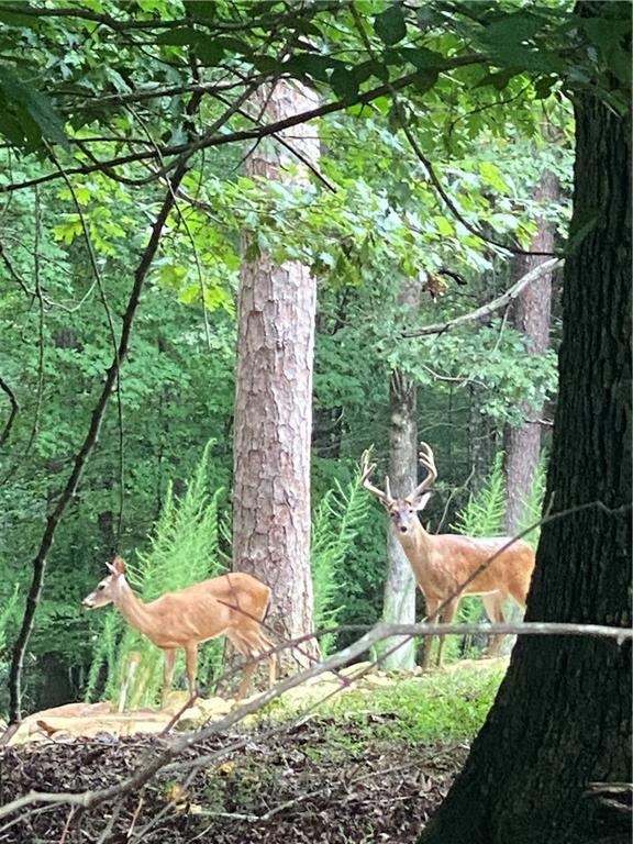 wildlife galore