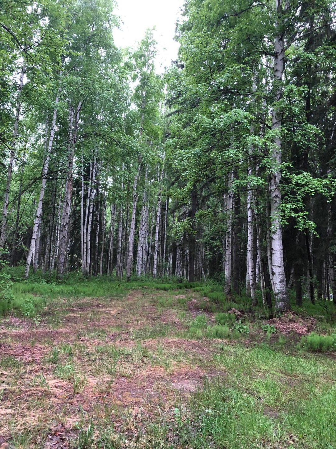 Property birch trees
