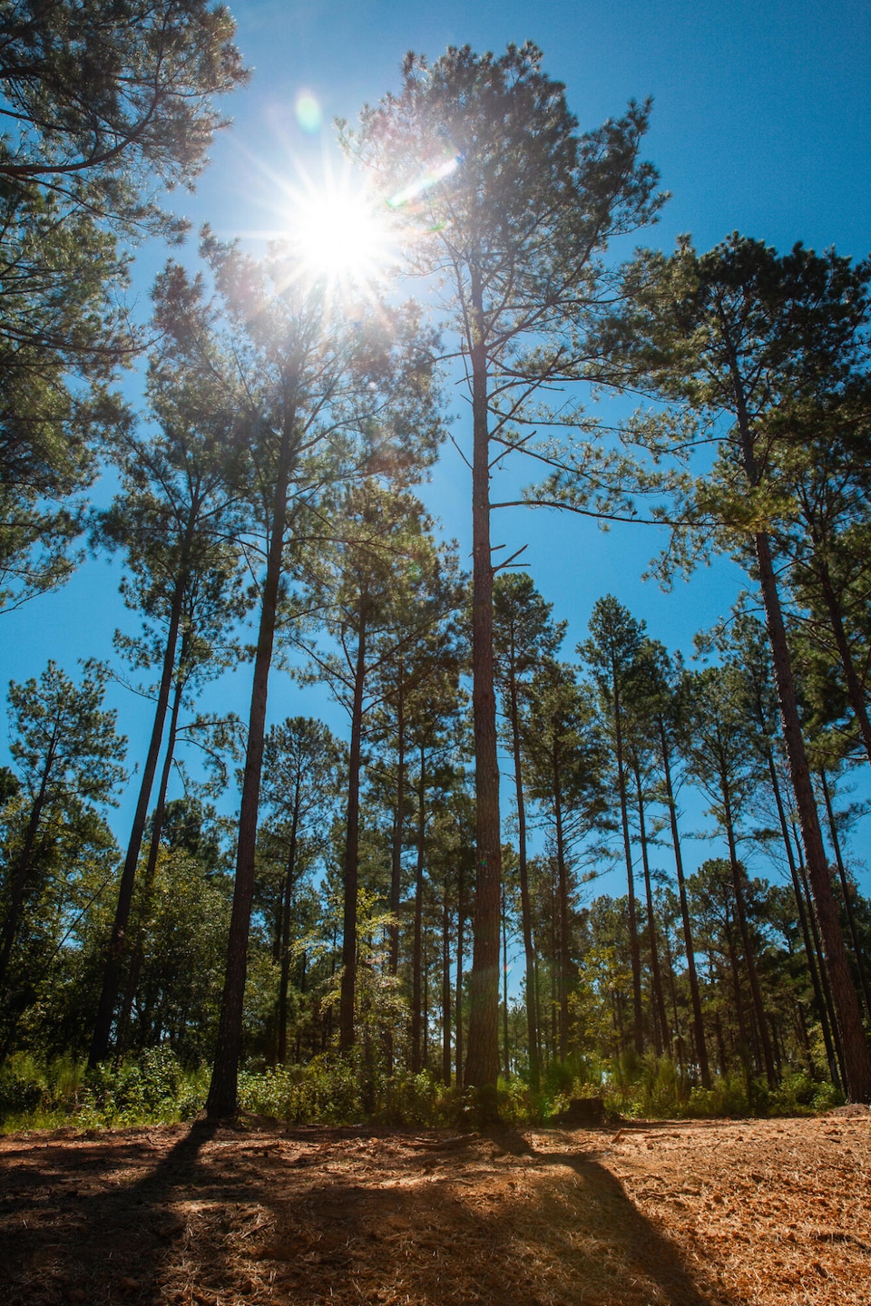 6345 Cobbham Rd, Appling, GA 30802 - photo 1