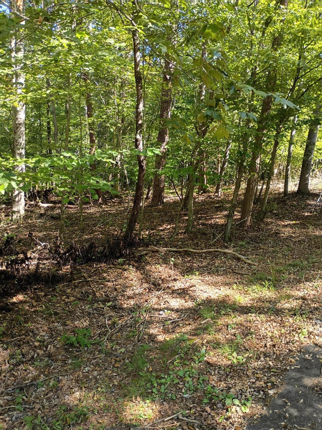 41 Long Pine Ct, Moneta, VA 24121 - photo 1