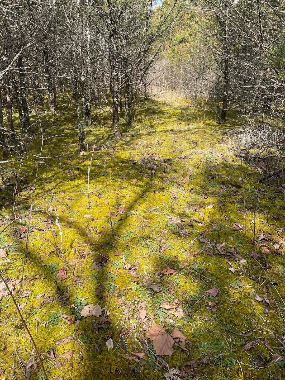 0 Seaville Rd, Willisburg, KY 40078 - photo 1