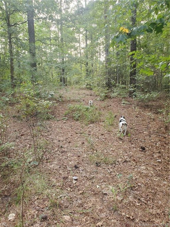 two wild Jack Russels