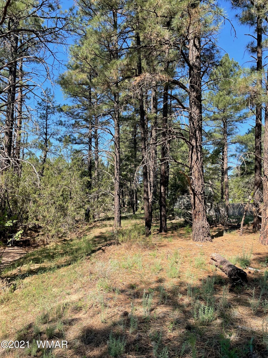 Heavily Treed