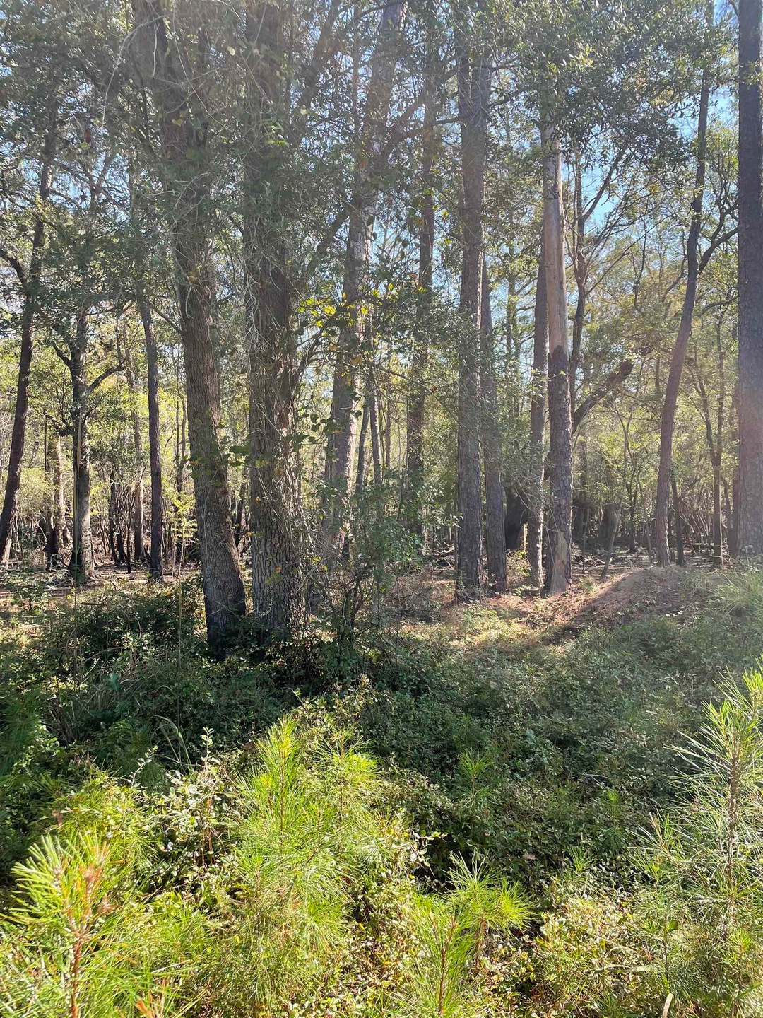 1093 Caines Landing Rd, Conway, SC 29526 - photo 1