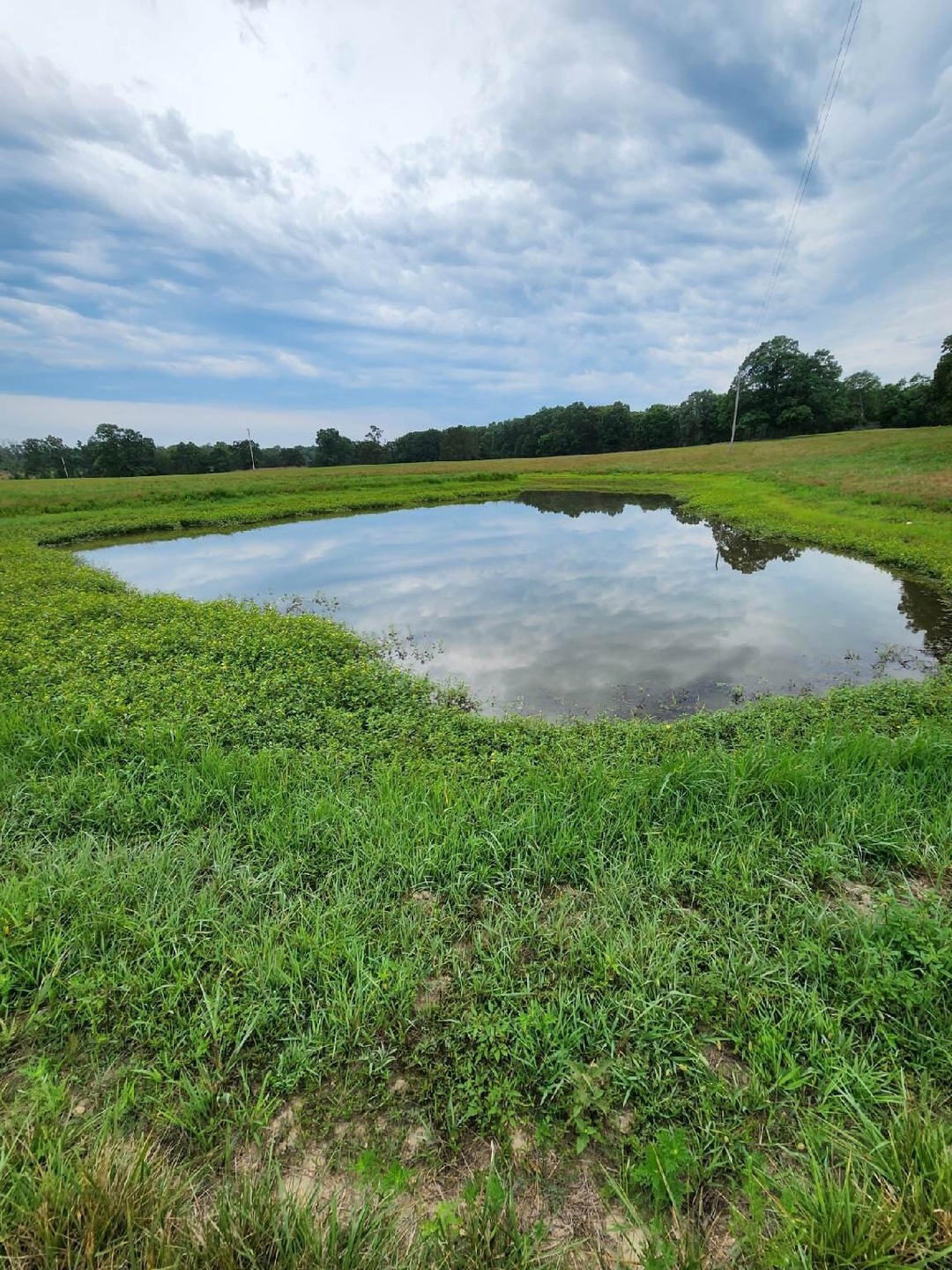 Pond View