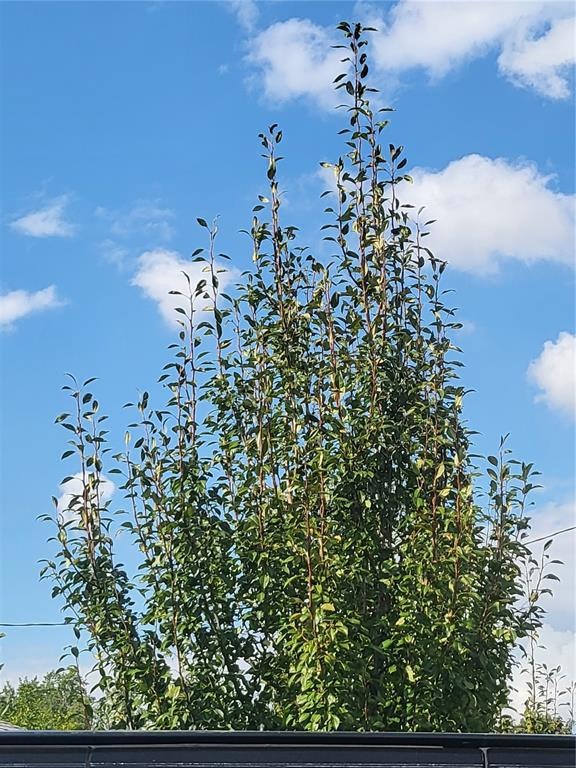 Fruit trees