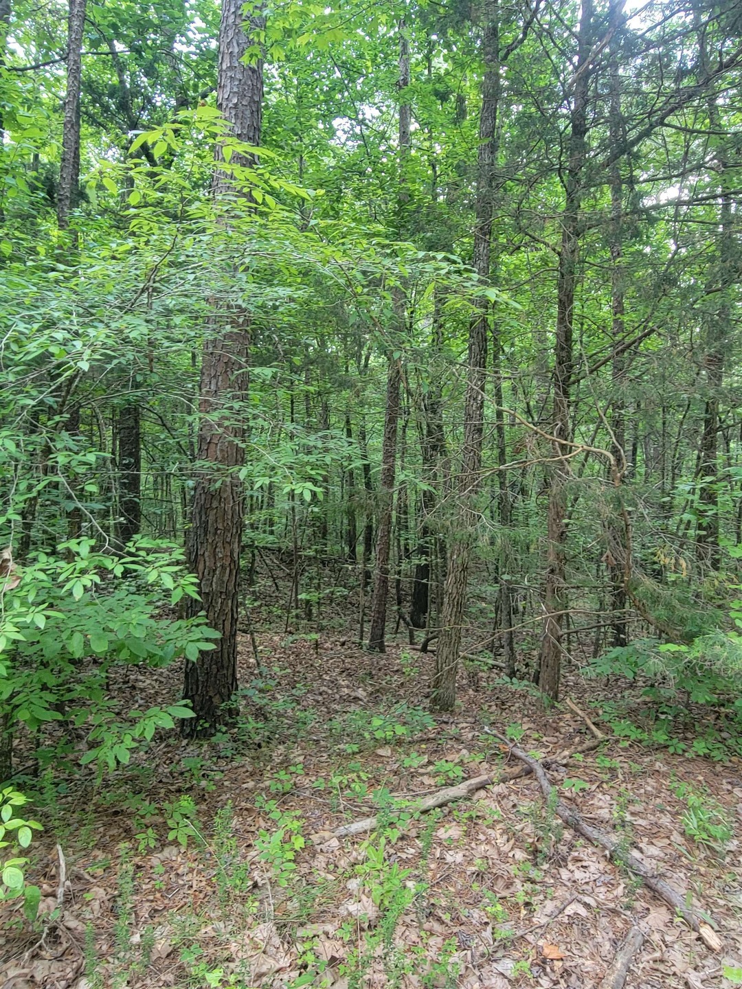 View of wooded area