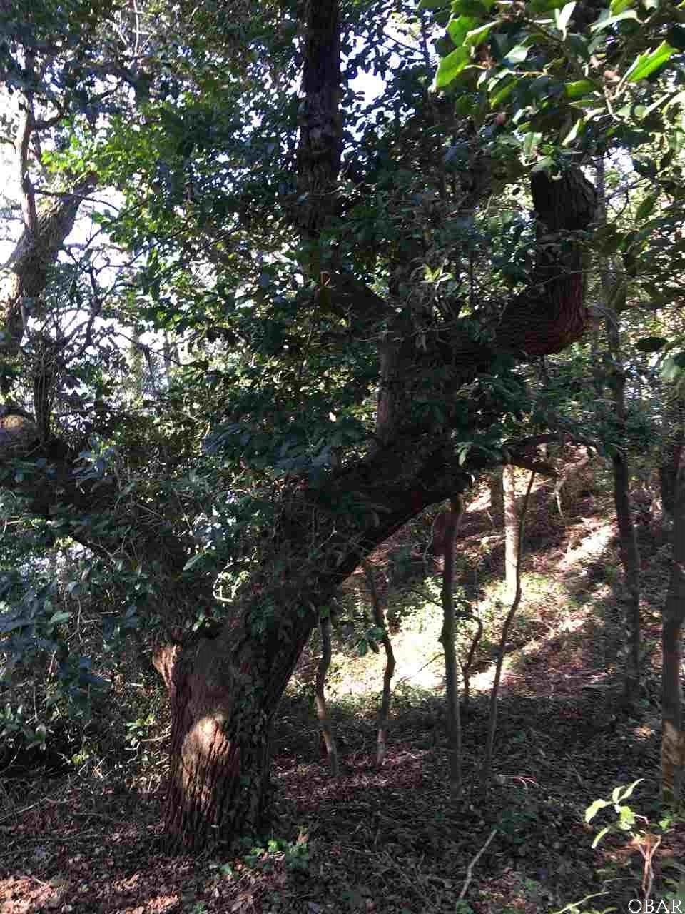 This Live Oak is located on northside of lot, can 