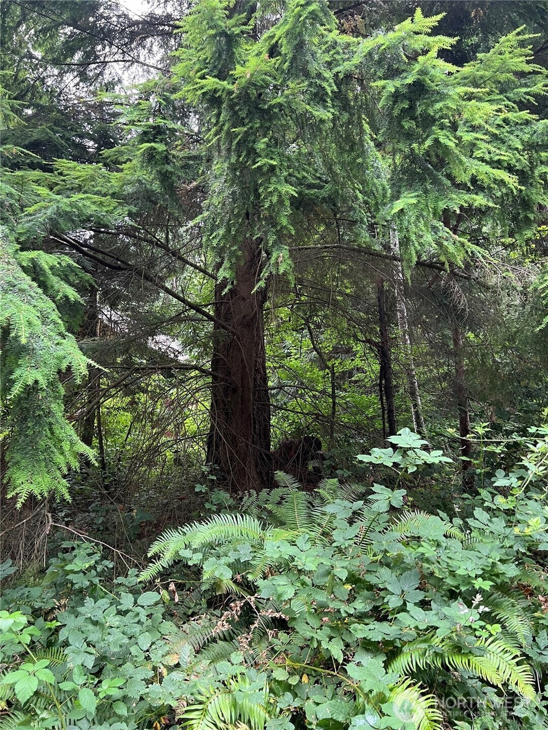 52 Jonna Dr, Point Roberts, WA 98281 - photo 1