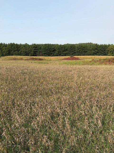 TBD Pine Bluff (Site15) Rd NW, Pine Island, MN 55963 - photo 1