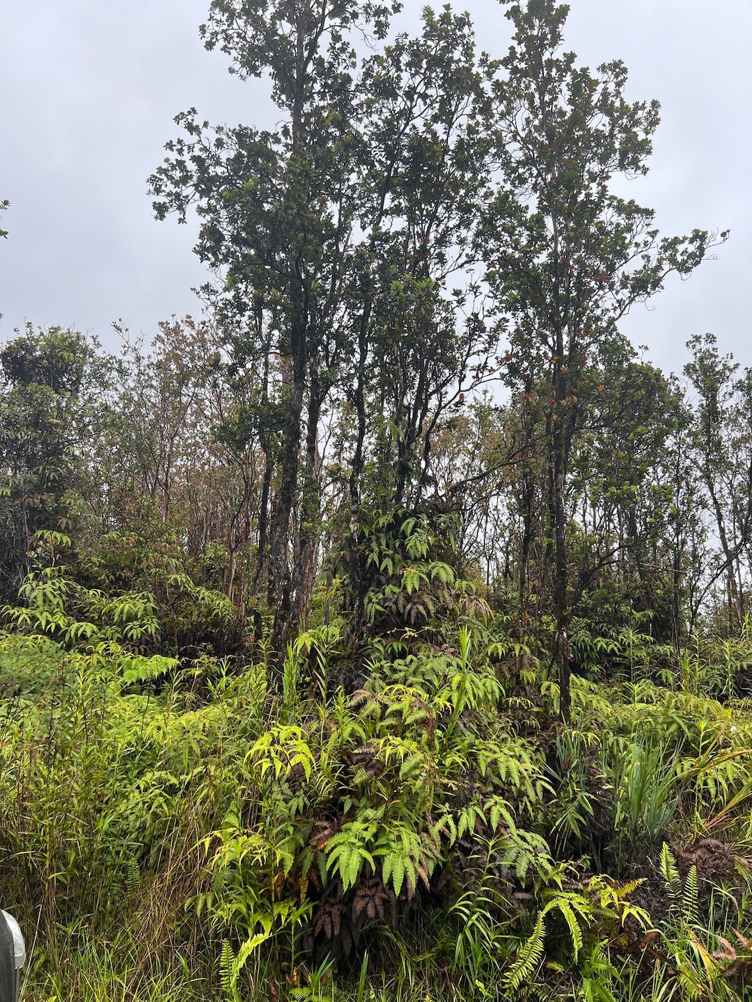 Some Ohia / Lehua trees & waiwi