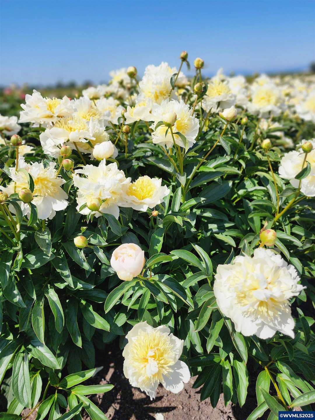 35730 U S 20, Albany, OR 97322 - photo 1