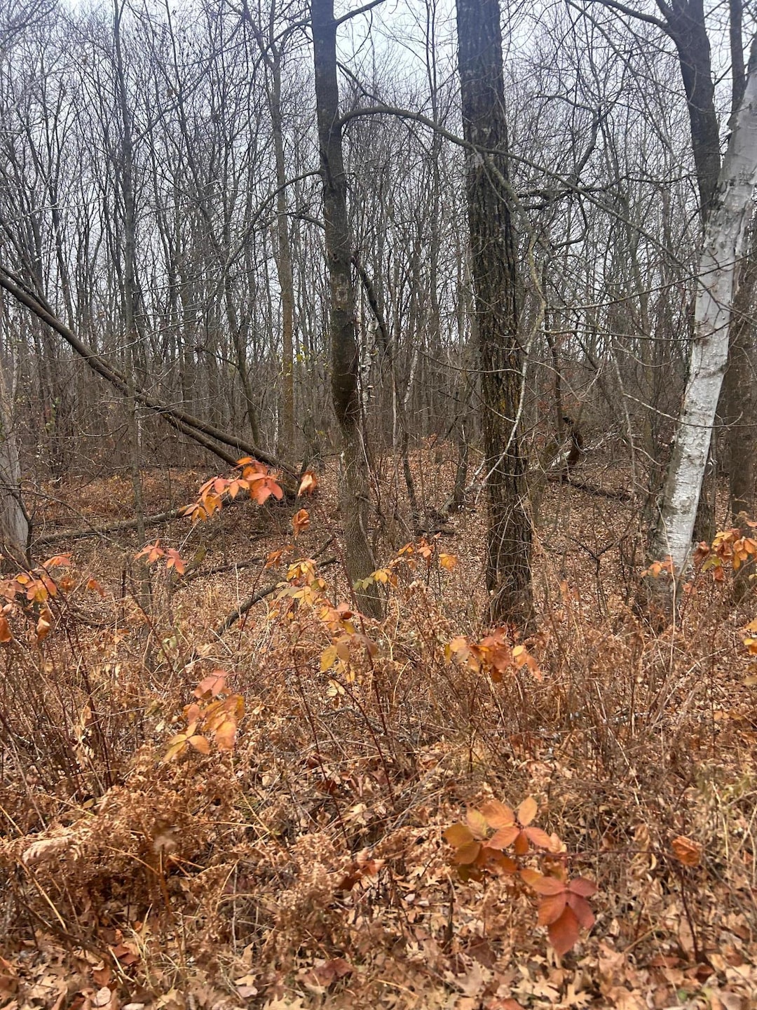 TBDxxx Golf Course Dr, Cushing Township, MN 56475 - photo 1