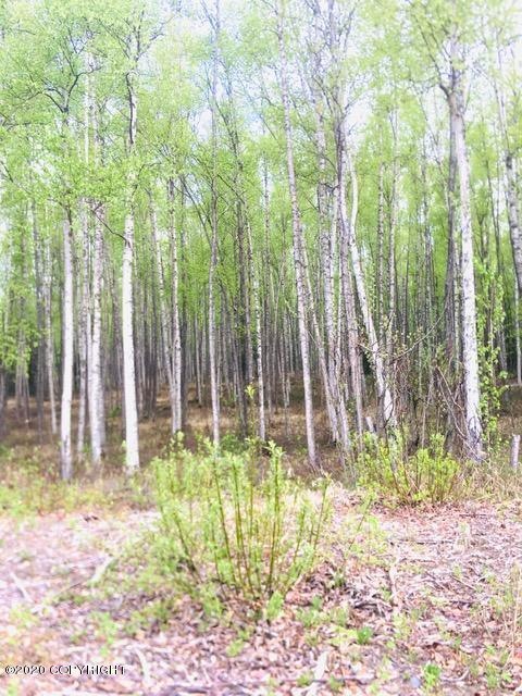 Mature Birch