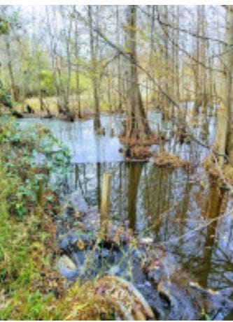 Boyette
