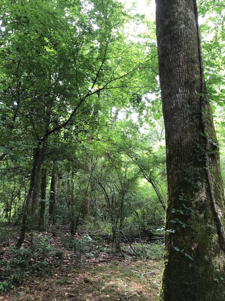 1106 Pike 93 N, McComb, MS 39648 - photo 1