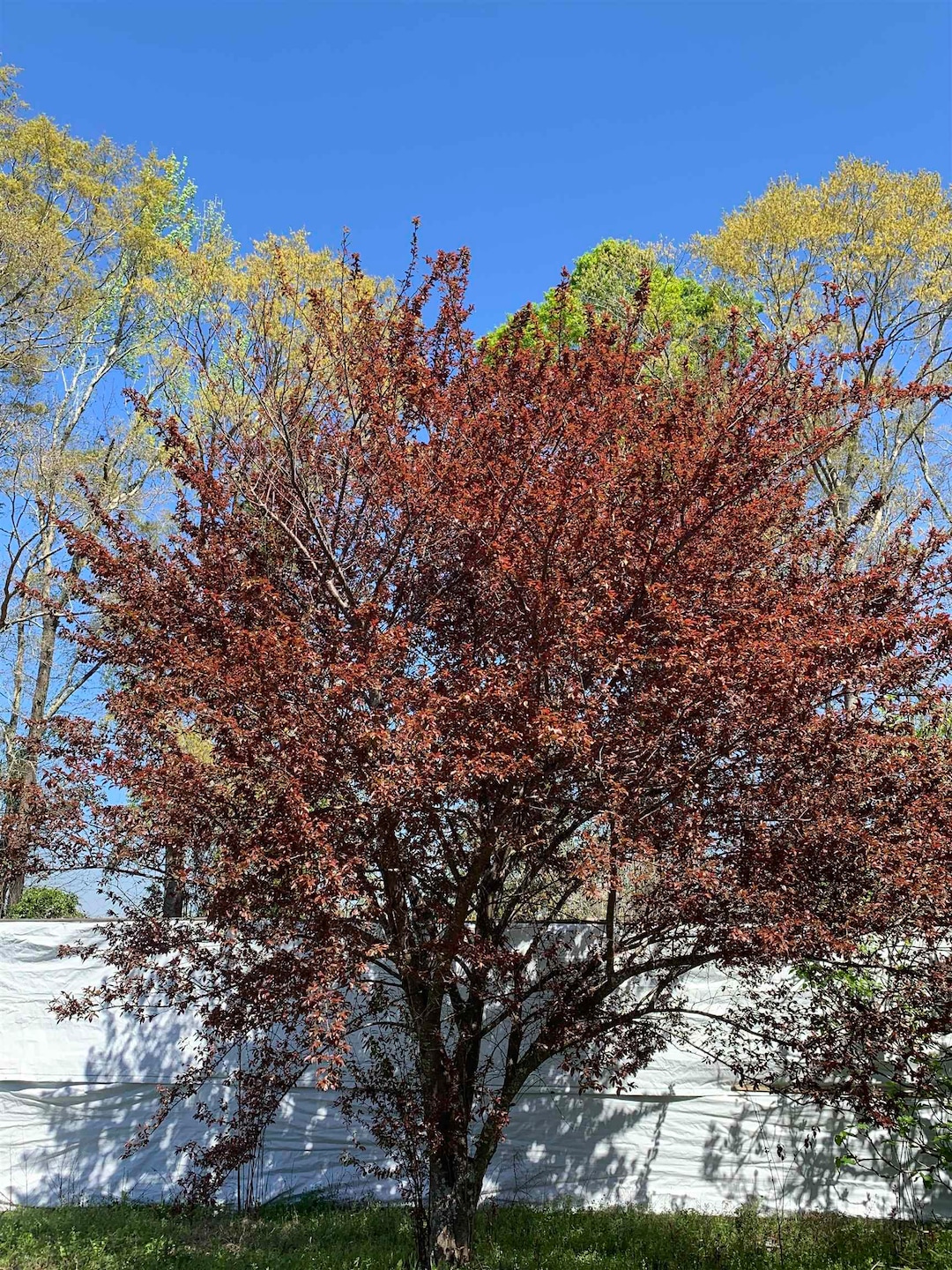 1067 Compton Rd, Brantley, AL 36009 - photo 1