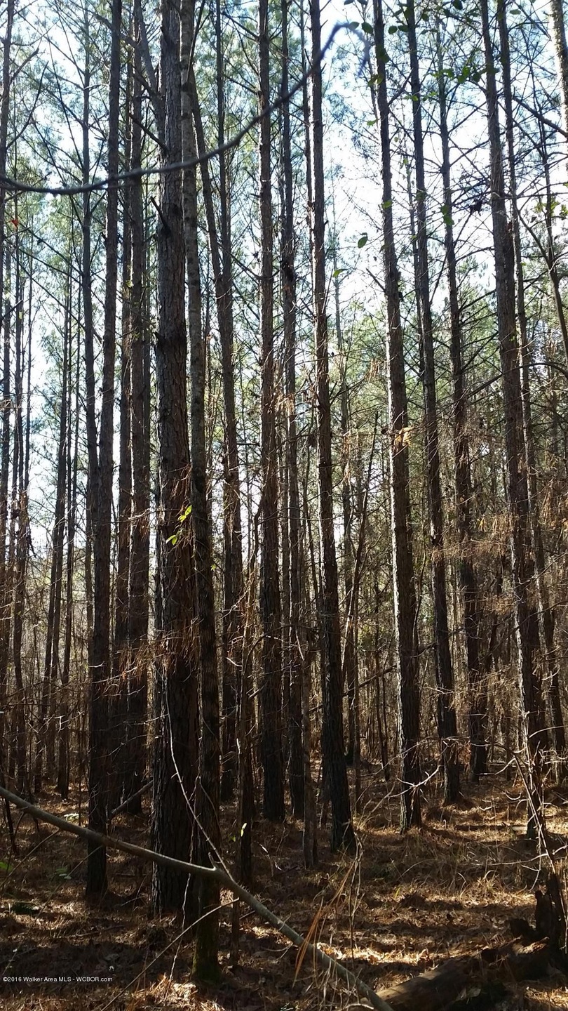 timber