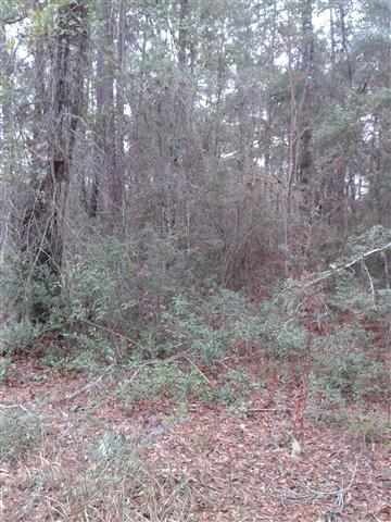 xx Westmarch Rd unit 1, Crawfordville, FL 32327 - photo 1