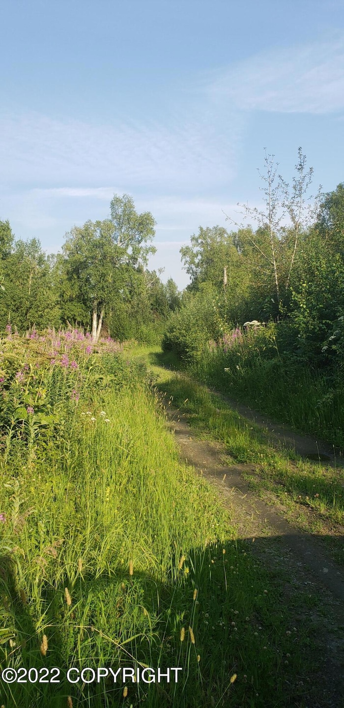 overgrown trail