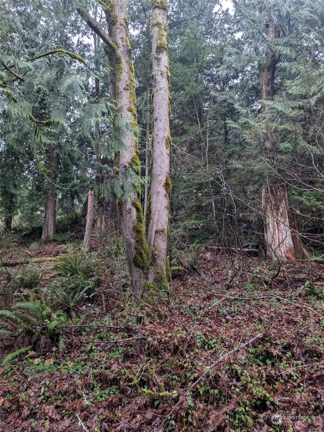 0 West Rd, Sedro Woolley, WA 98284 - photo 1