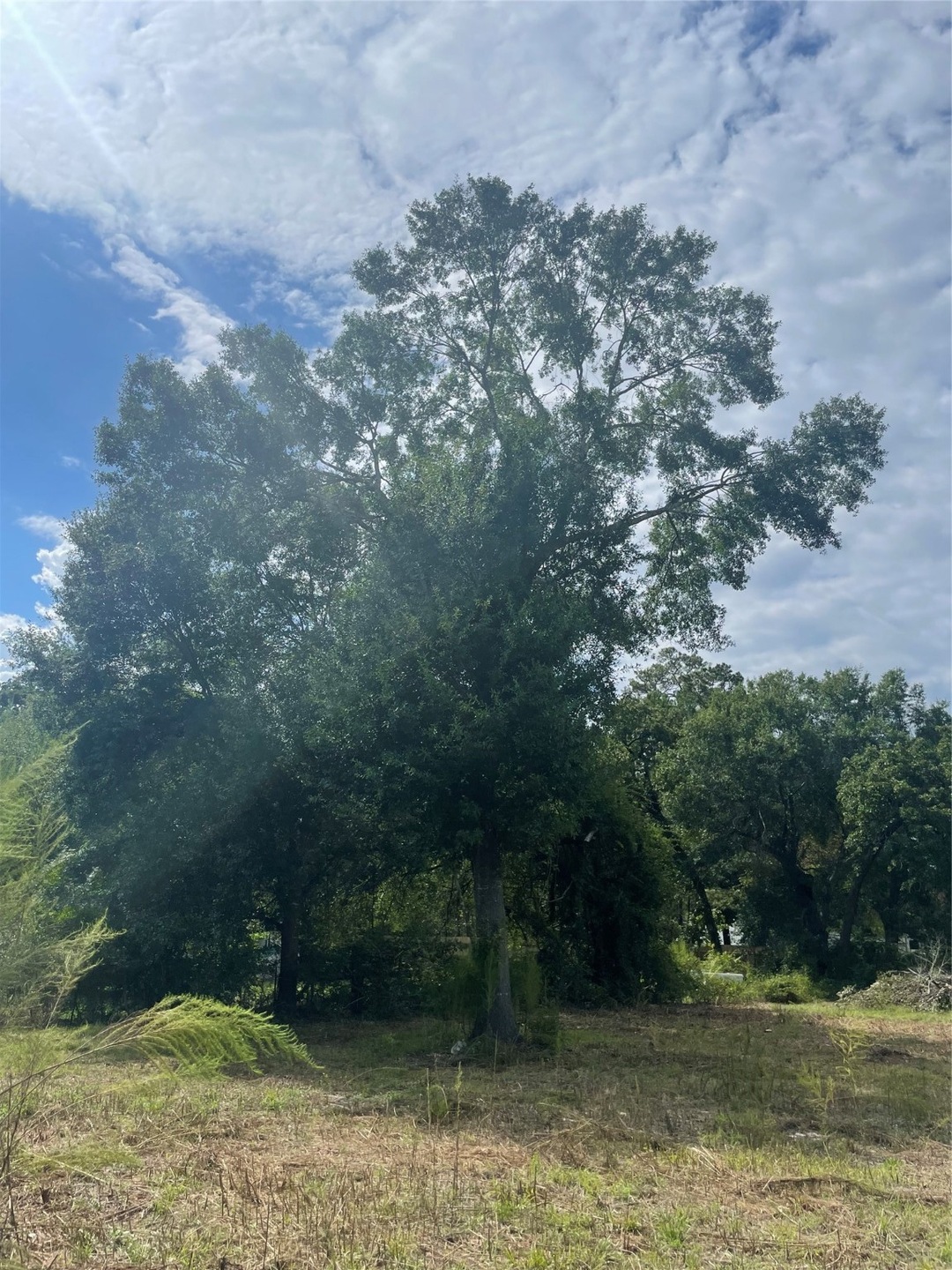 30042 Sleepy Brook Ln, Magnolia, TX 77355 - photo 1