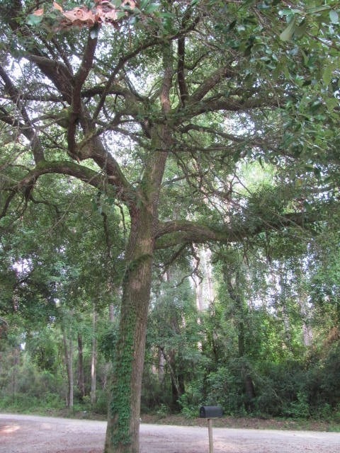 64 Croatan St, Crawfordville, FL 32327 - photo 1