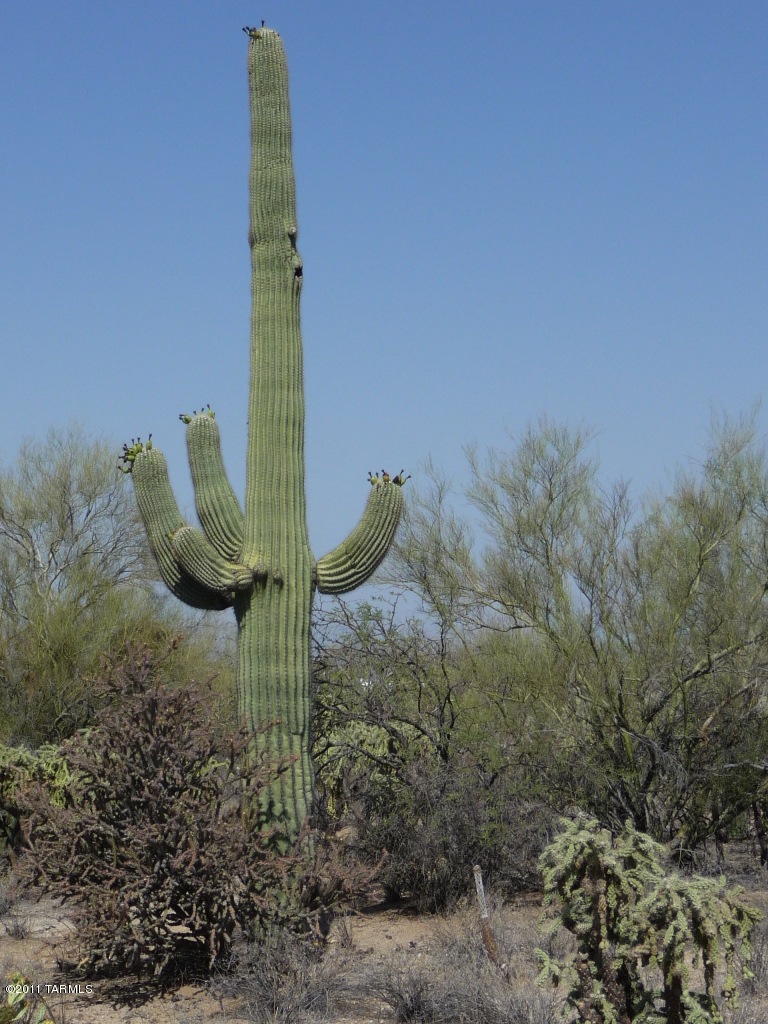 If he could speak...