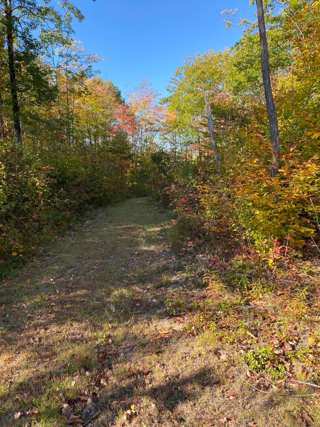 Back trail looking South to North