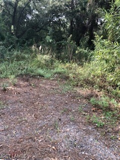 View of local wilderness