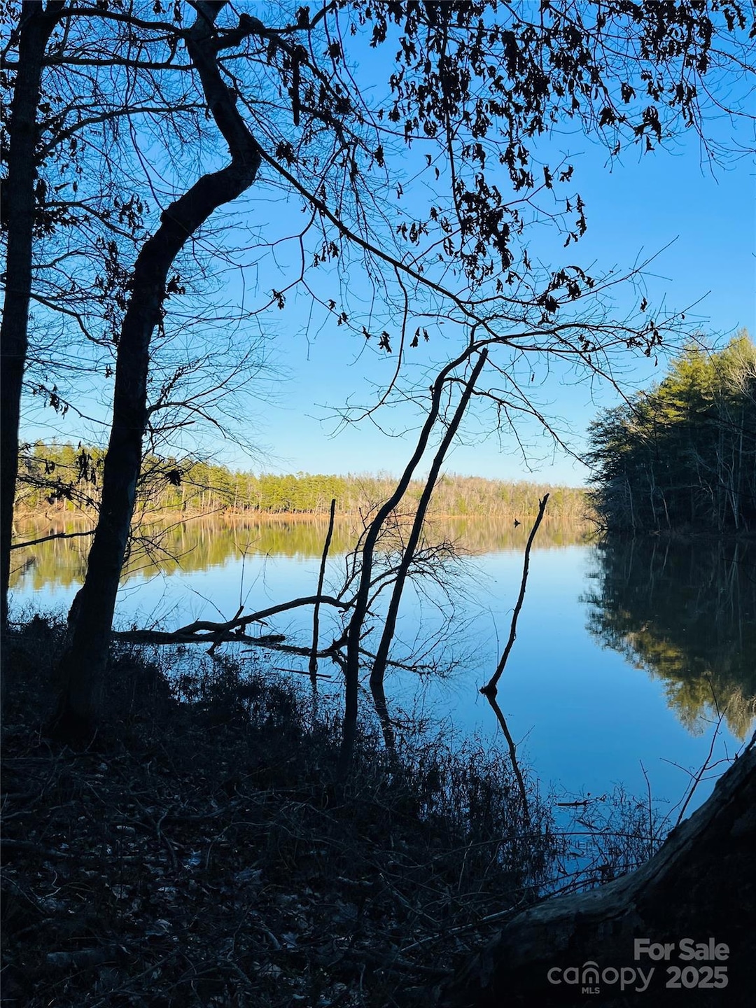 Views from the Shoreline