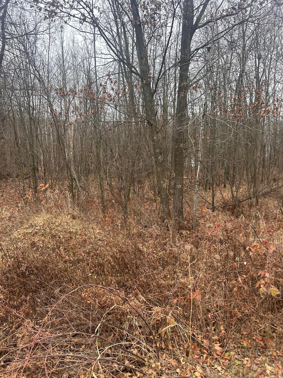 TBDx Lake Camile, Cushing Township, MN 56475 - photo 1