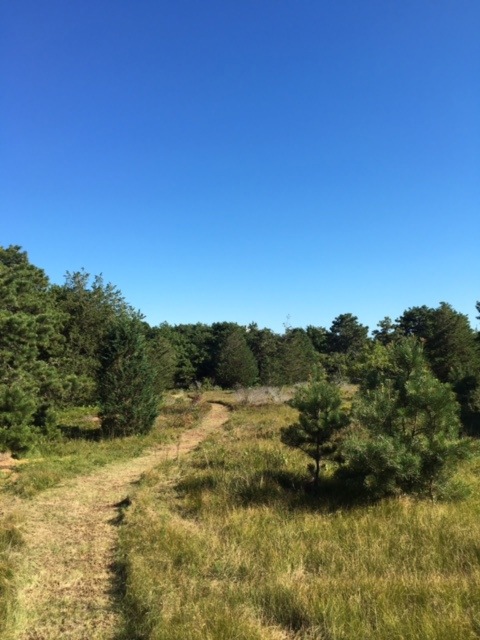 39 Slough Cove Road - Part of (Lot 38), Edgartown, MA 02539 - photo 1