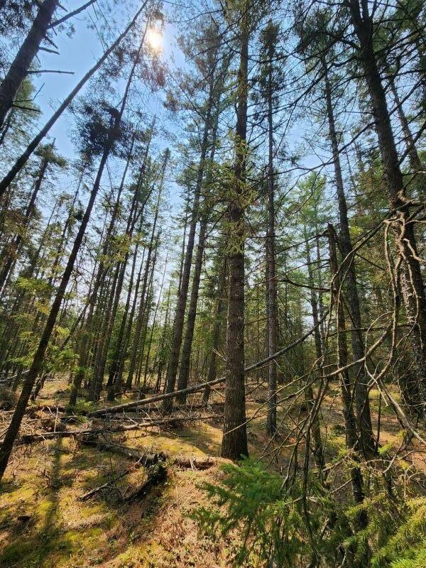 pines