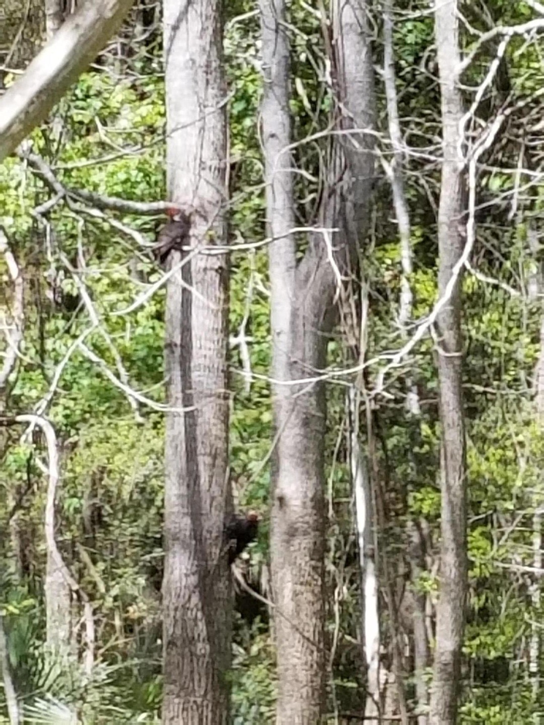 pic of trees